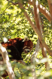 Low angle view of red panda