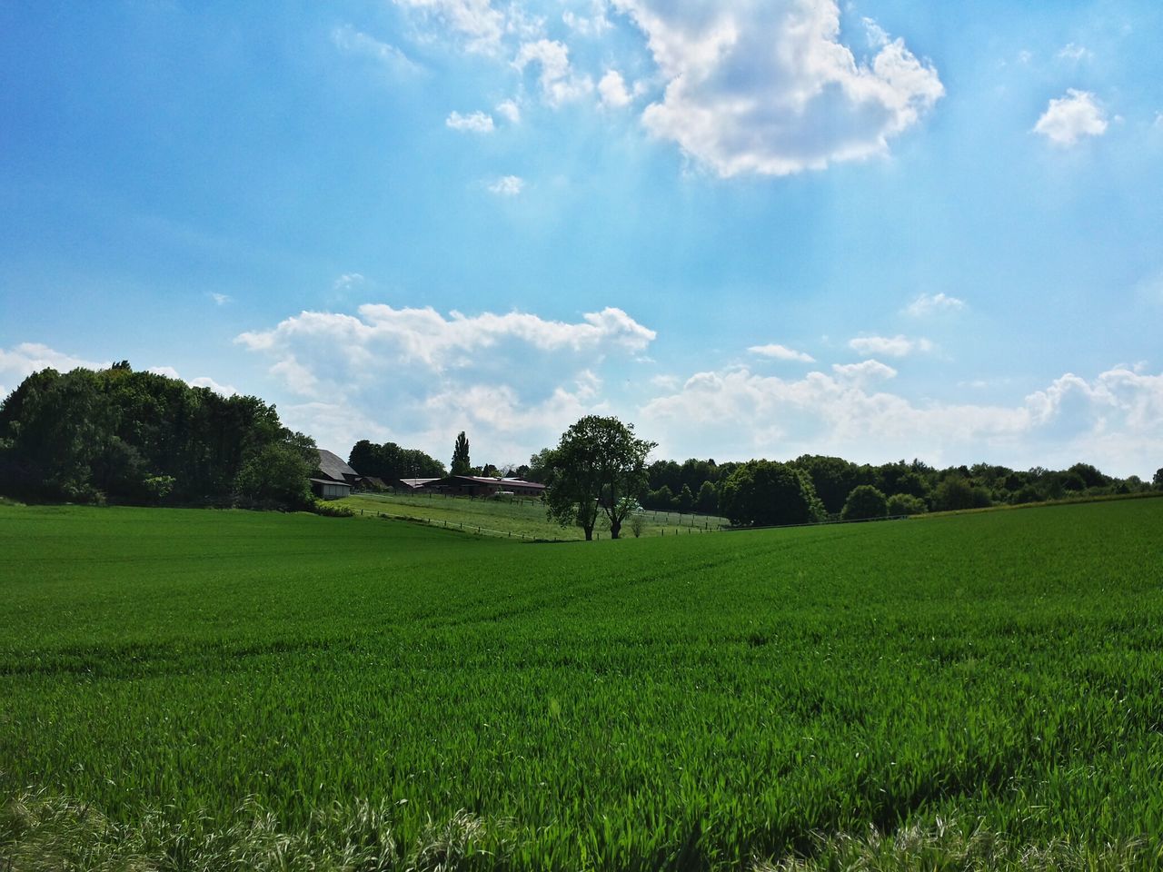 grass, tree, tranquil scene, sky, tranquility, landscape, field, green color, scenics, beauty in nature, grassy, nature, growth, cloud - sky, cloud, blue, idyllic, non-urban scene, green, day