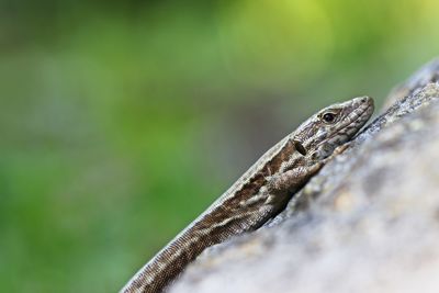 Close-up of lizard