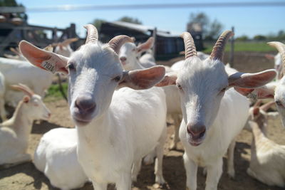 Portrait of sheep