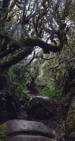 Trees in forest