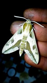 Close-up of hand holding butterfly on leaf