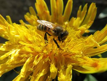 Close-up of bee on yellow flower