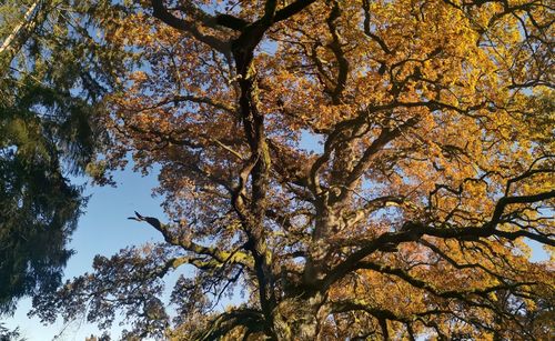 Low angle view of trees against sky during autumn