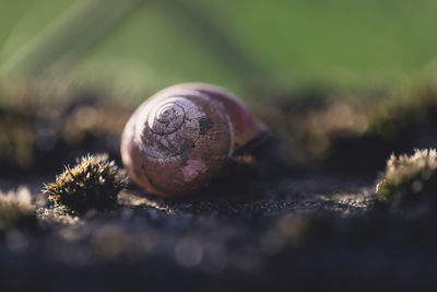 Wonder of nature. snail with a repaired shell.