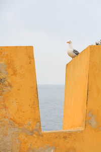 Seagull perching on retaining wall by sea against sky