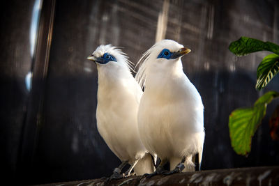 Close-up of birds perching