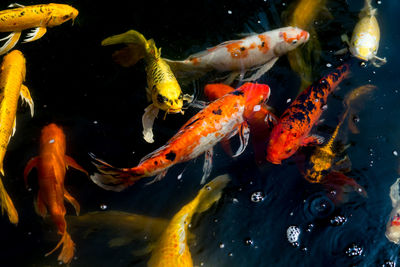 View of koi carps swimming in pond