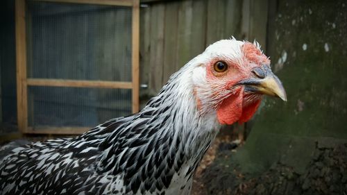 Close-up of hen at farm