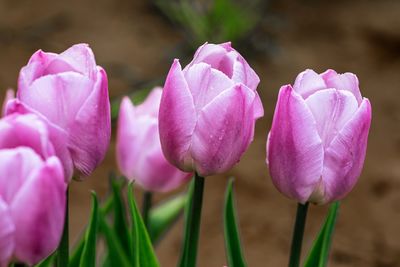 Close-up of pink crocus flowers