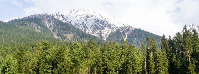 Panoramic view of pine trees and mountains against sky