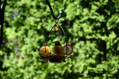 Close-up of fruits hanging on feeder for oriole