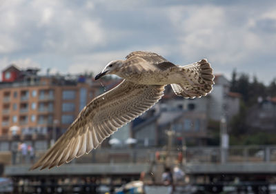 Seagull flying over a city