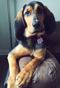 Close-up portrait of a dog looking away