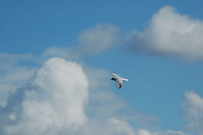 Low angle view of seagull flying against sky