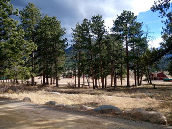 Trees on field against cloudy sky