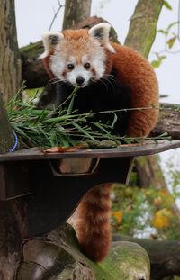 red panda