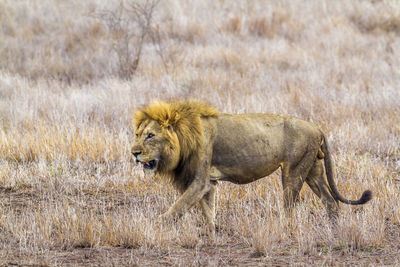 Full length of lion walking while roaring at forest