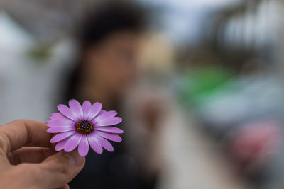 Close-up of pink flowering plant