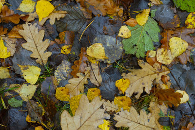 High angle view of autumn leaves