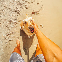 Midsection of person with dog on sand