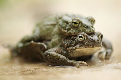 Close-up of frog on land