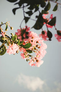 Close-up of pink cherry blossoms