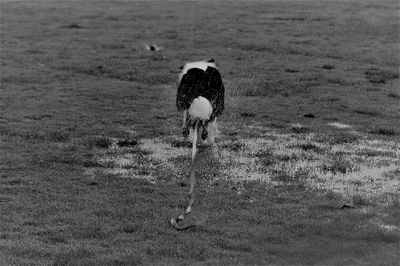 View of a bird on field