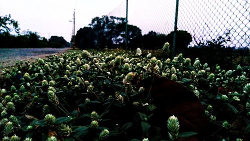 Plants growing on field against sky