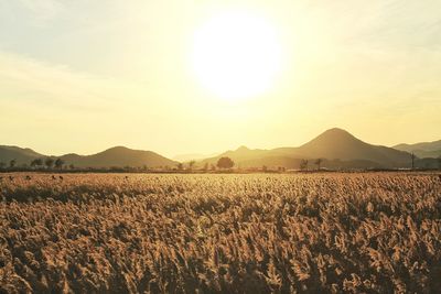 Scenic view of landscape against sky during sunset