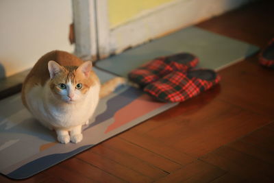 Cat with slipper at home