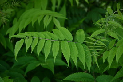 Close-up of green leaves