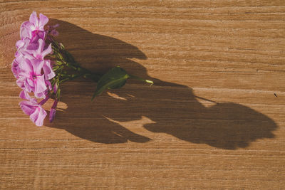 High angle view of pink flower on table