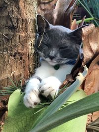 Close-up of a cat