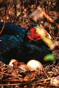 Photo of hens incubating eggs