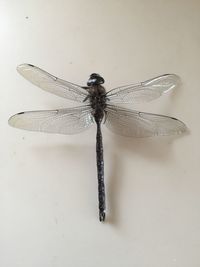 Close-up of dragonfly over white background