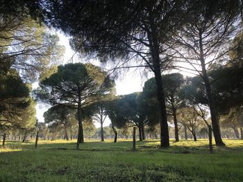 Trees on field in forest against sky