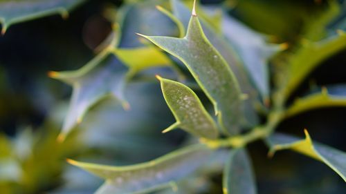 Close-up of succulent plant