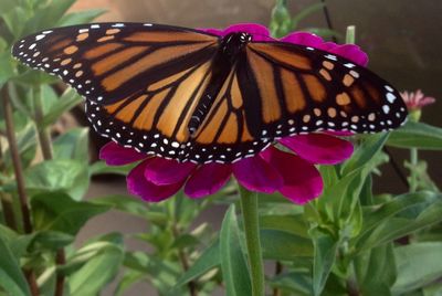 Close-up of butterfly pollinating flower