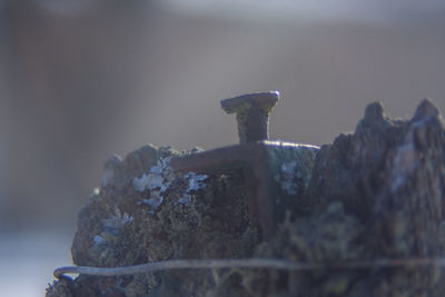 Close-up of rusty metal