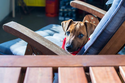 Dog sitting on bench