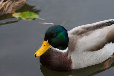 Close-up of duck