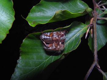 Close-up of butterfly on leaf