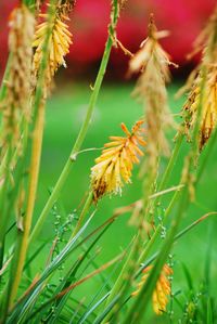 Close-up of yellow flowering plant