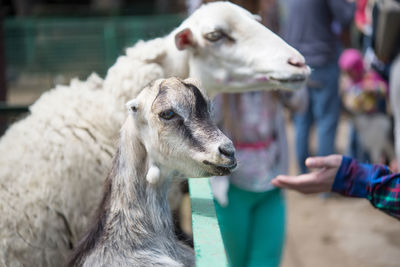 Peope feeding farm animals in contact zoo 