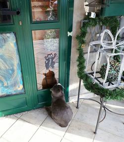 Cat relaxing by door