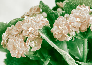 Close-up of white flowering plant