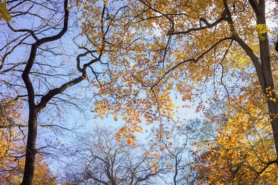 Low angle view of trees