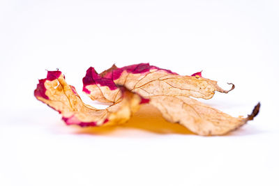 Close-up of dried plant against white background