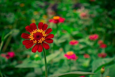 Close-up of red flowering plant on field